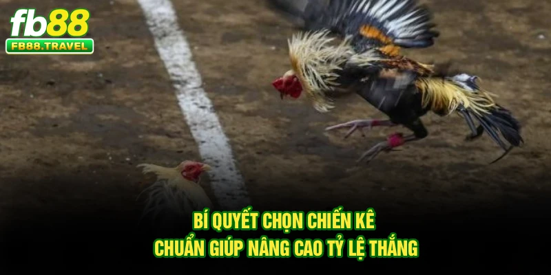 Bí quyết chọn chiến kê chuẩn giúp nâng cao tỷ lệ thắng