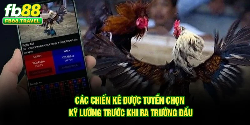 Các chiến kê được tuyển chọn kỹ lưỡng trước khi ra trường đấu