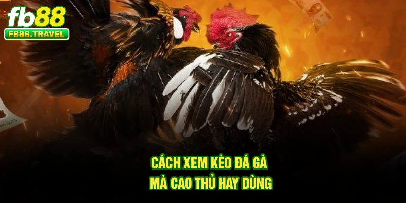 Cách xem kèo đá gà mà cao thủ hay dùng