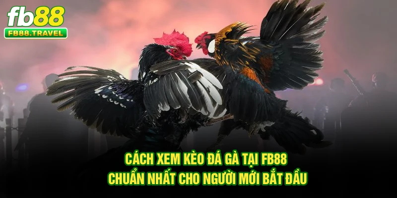 Cách Xem Kèo Đá Gà Tại FB88 Chuẩn Nhất Cho Người Mới Bắt Đầu