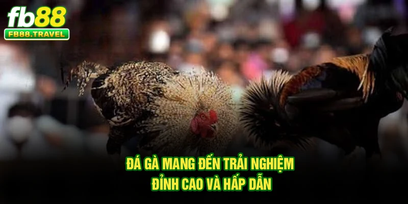 Đá gà mang đến trải nghiệm đỉnh cao và hấp dẫn