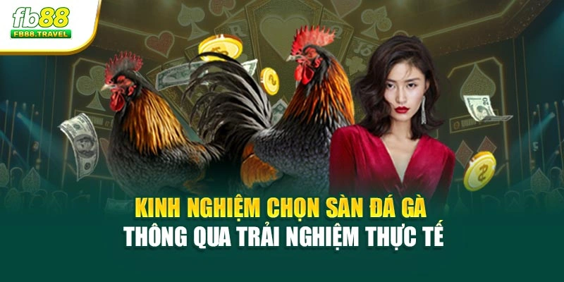 Kinh nghiệm chọn sàn đá gà thông qua trải nghiệm thực tế