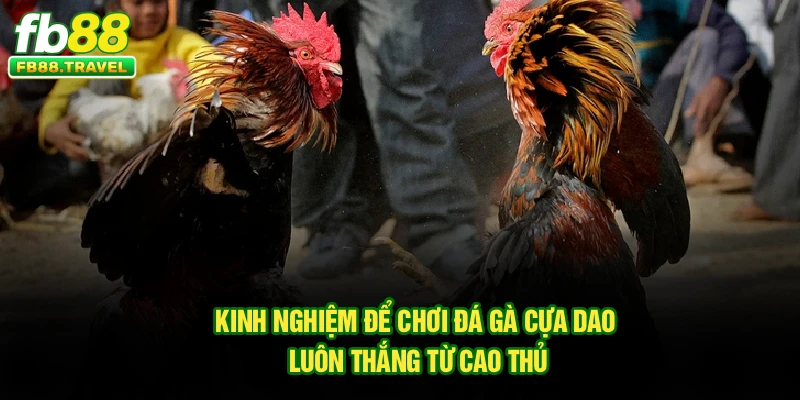 Kinh nghiệm để chơi đá gà cựa dao luôn thắng từ cao thủ