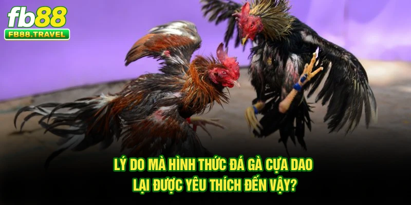 Lý do mà hình thức đá gà cựa dao lại được yêu thích đến vậy?