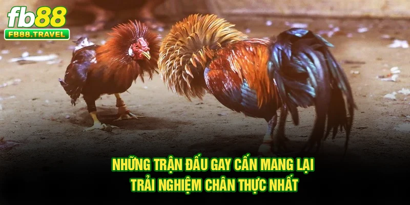 Những trận đấu gay cấn mang lại trải nghiệm chân thực nhất