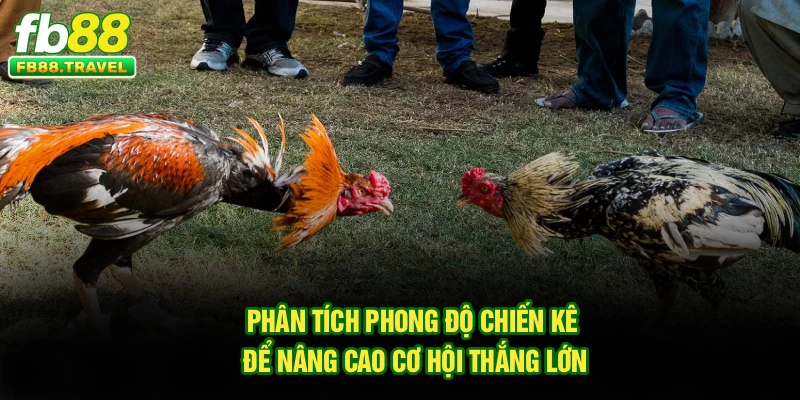 Phân tích phong độ chiến kê để nâng cao cơ hội thắng lớn