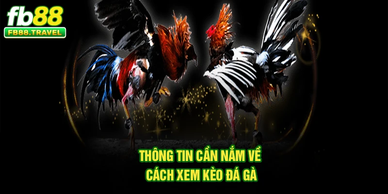 Thông tin cần nắm về cách xem kèo đá gà