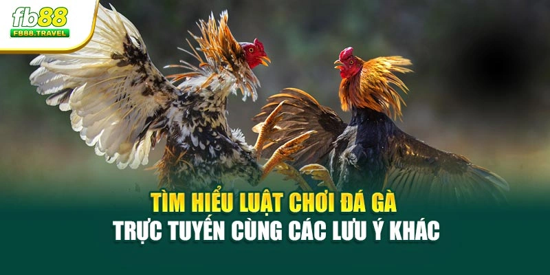 Tìm hiểu luật chơi đá gà trực tuyến cùng các lưu ý khác