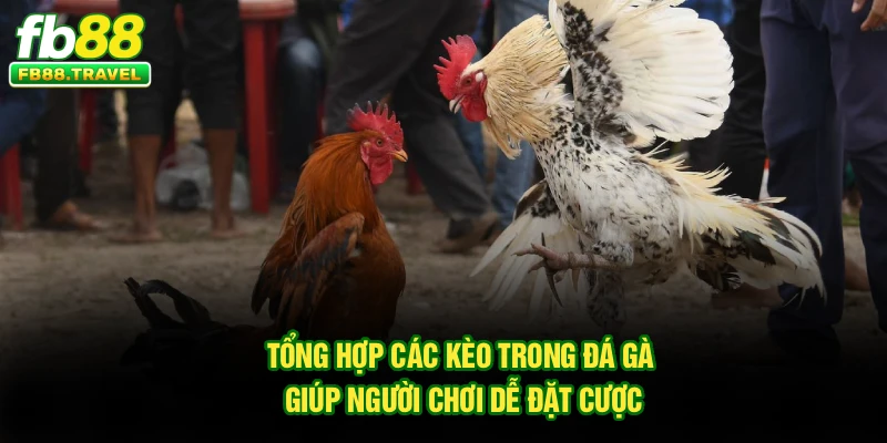 Tổng hợp các kèo trong đá gà giúp người chơi dễ đặt cược