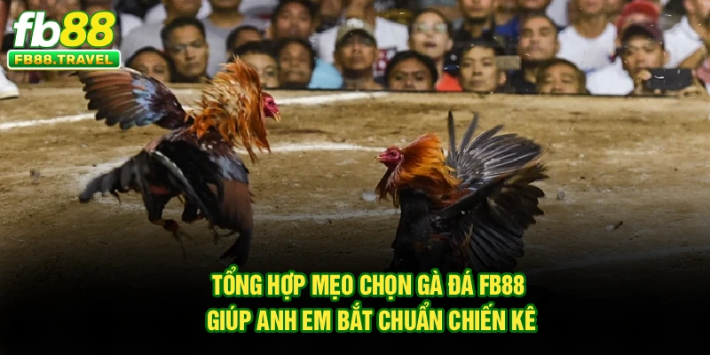 Tổng Hợp Mẹo Chọn Gà Đá Fb88 Giúp Anh Em Bắt Chuẩn Chiến Kê