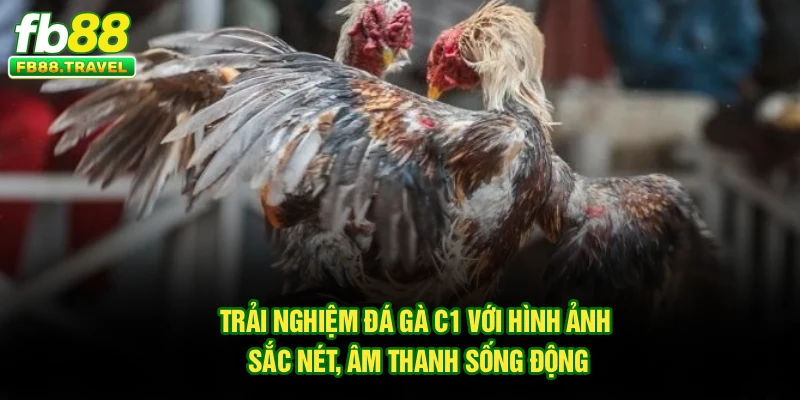 Trải nghiệm đá gà C1 với hình ảnh sắc nét, âm thanh sống động